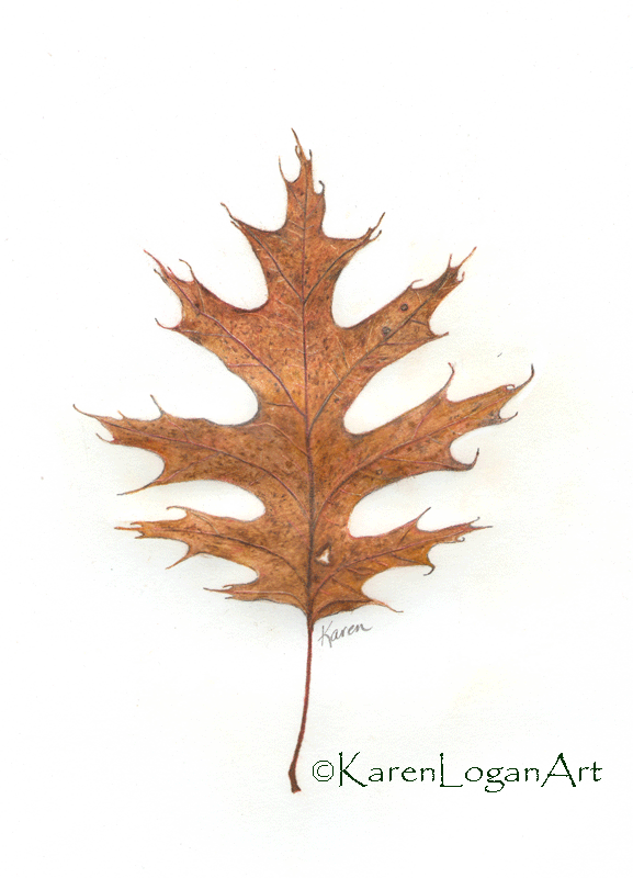 Photo of Oak Leaf #3