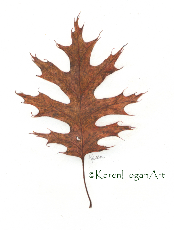 Photo of Oak Leaf #4