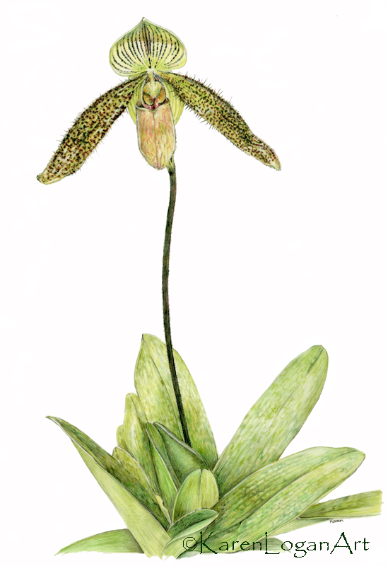 Photo of Paphiopedilum Orchid