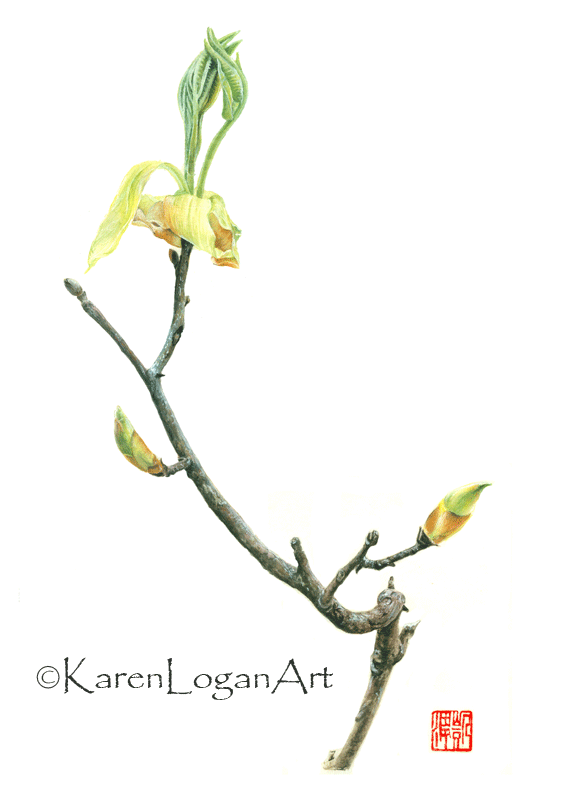 Photo of Signs of Spring - Shagbark Hickory buds