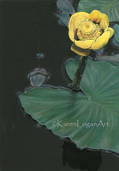 Photo of Yellow Pond Lily #1